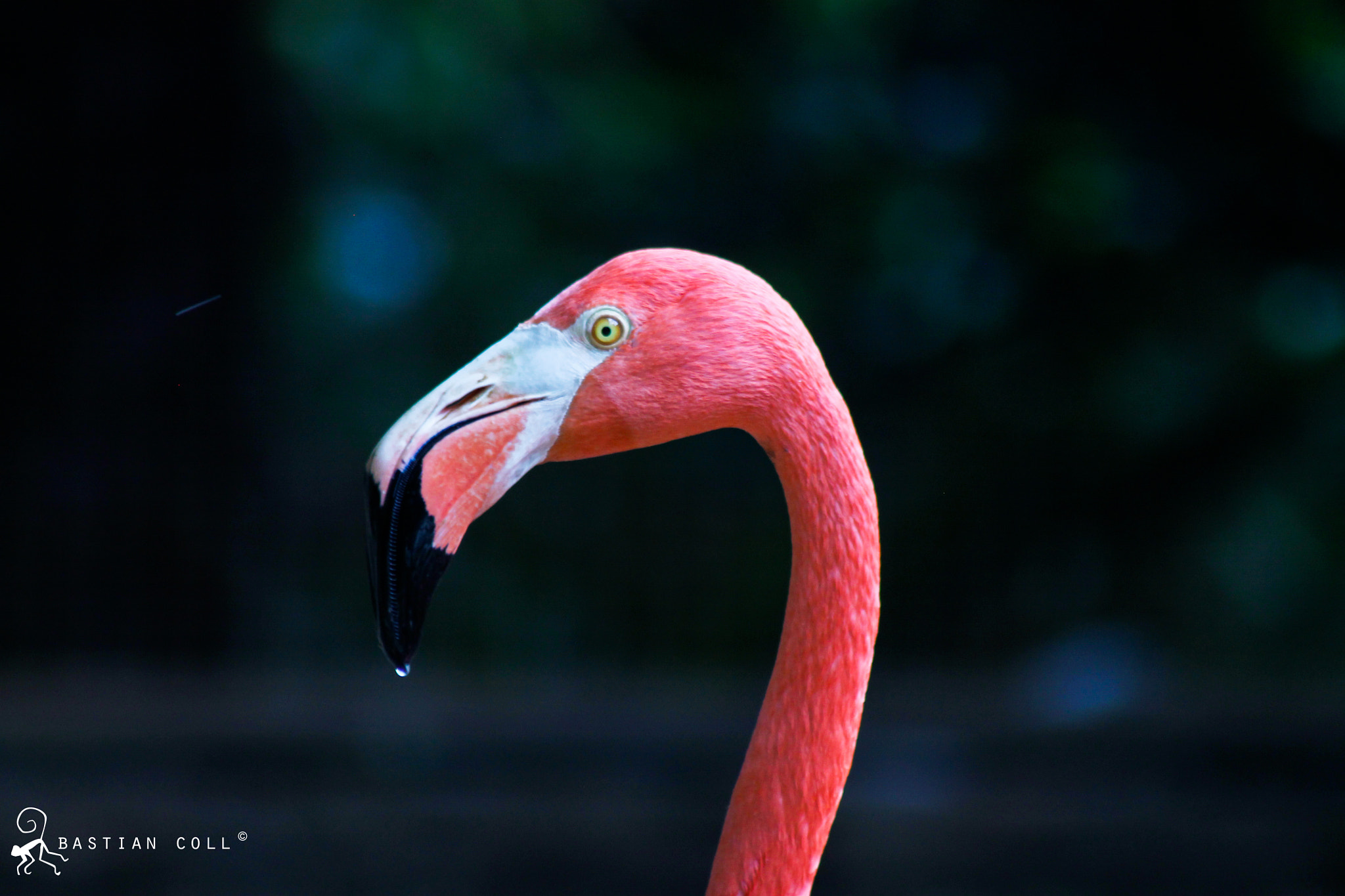 Canon EOS 1100D (EOS Rebel T3 / EOS Kiss X50) sample photo. Bastiancollwildlifephotography photography