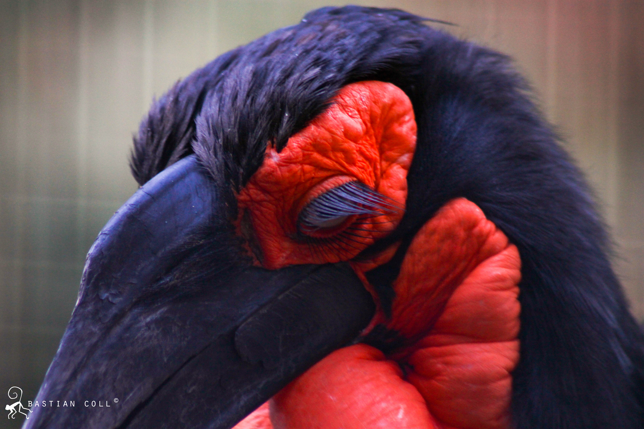Canon EOS 1100D (EOS Rebel T3 / EOS Kiss X50) sample photo. Bastiancollwildlifephotography photography