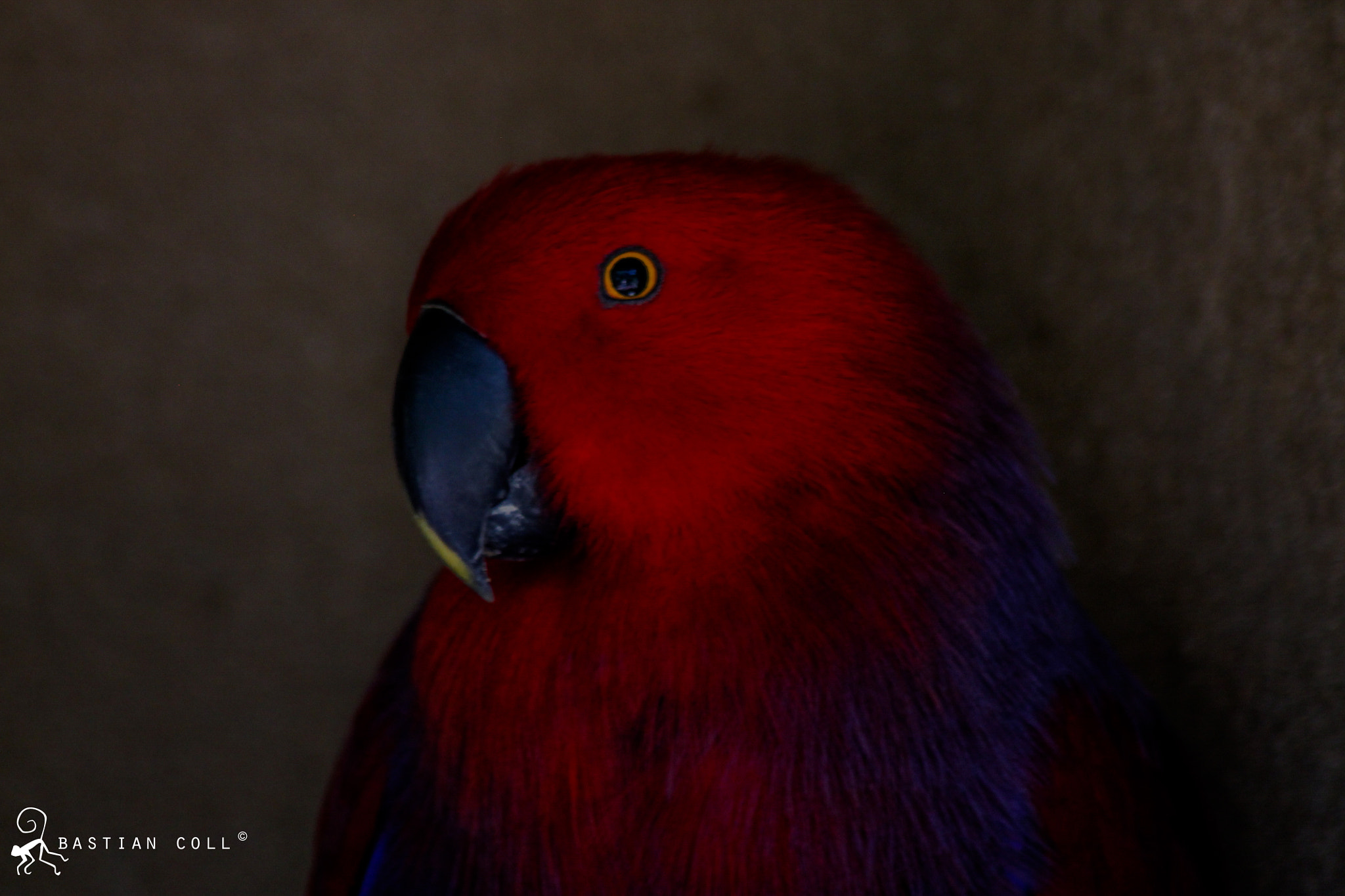 Canon EOS 1100D (EOS Rebel T3 / EOS Kiss X50) sample photo. Bastiancollwildlifephotography photography