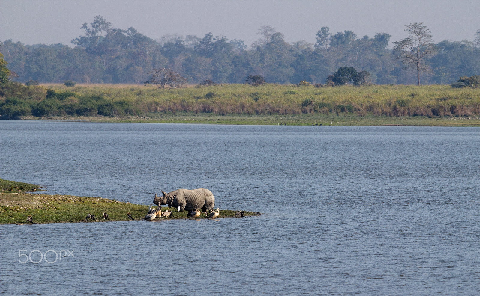 Canon EF 100-400mm F4.5-5.6L IS USM sample photo. One horned rhino photography