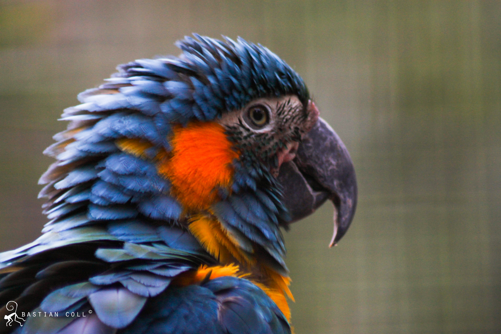 Canon EOS 1100D (EOS Rebel T3 / EOS Kiss X50) sample photo. Bastiancollwildlifephotography photography
