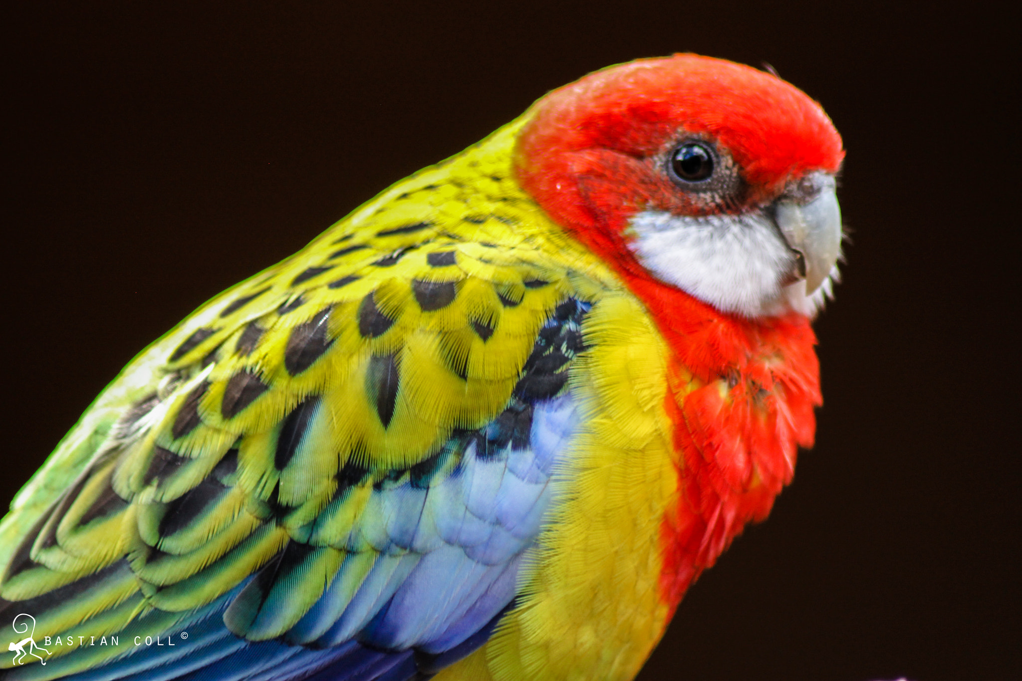 Canon EOS 1100D (EOS Rebel T3 / EOS Kiss X50) sample photo. Bastiancollwildlifephotography photography