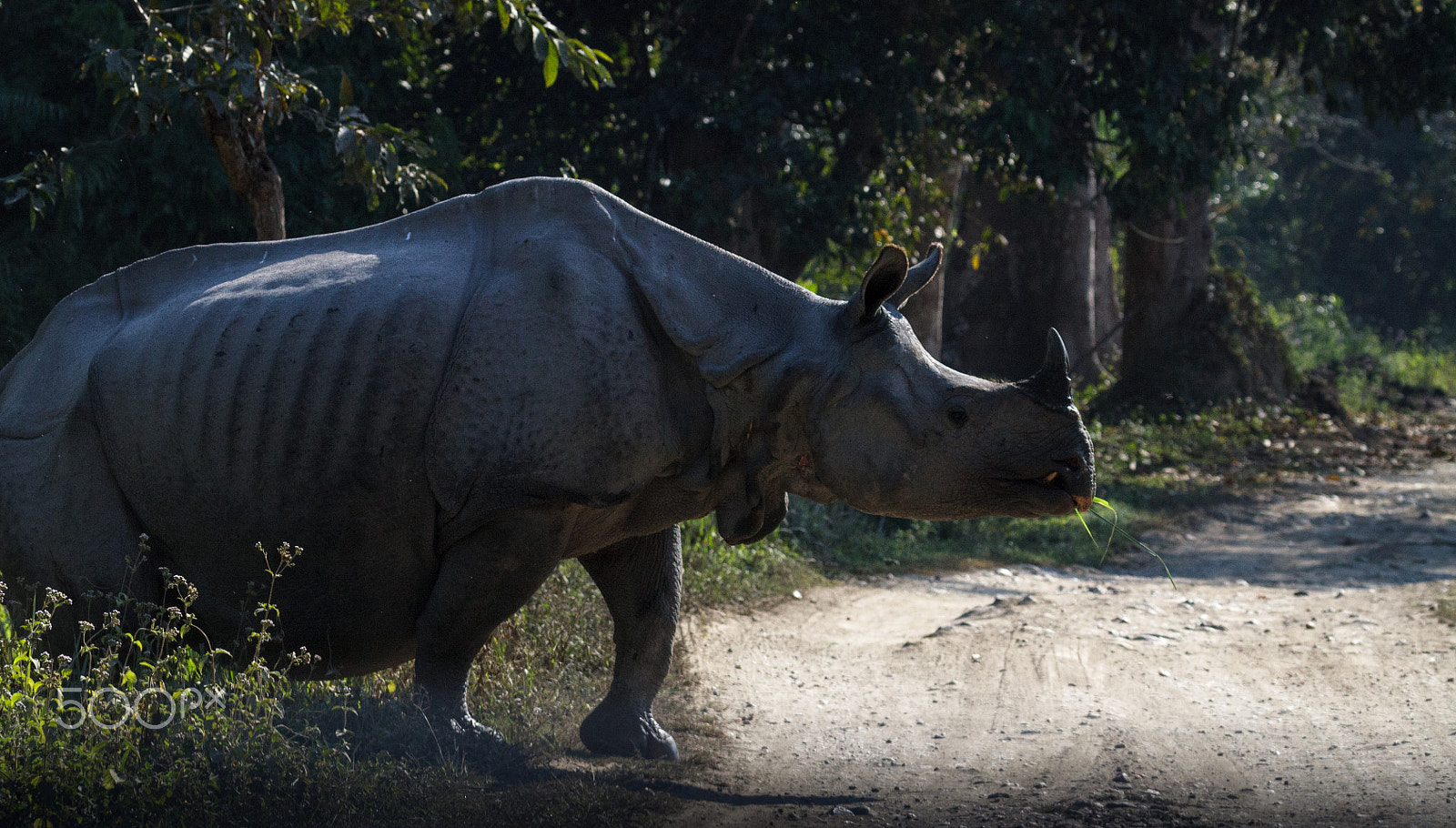 Canon EF 100-400mm F4.5-5.6L IS USM sample photo. Rhino photography