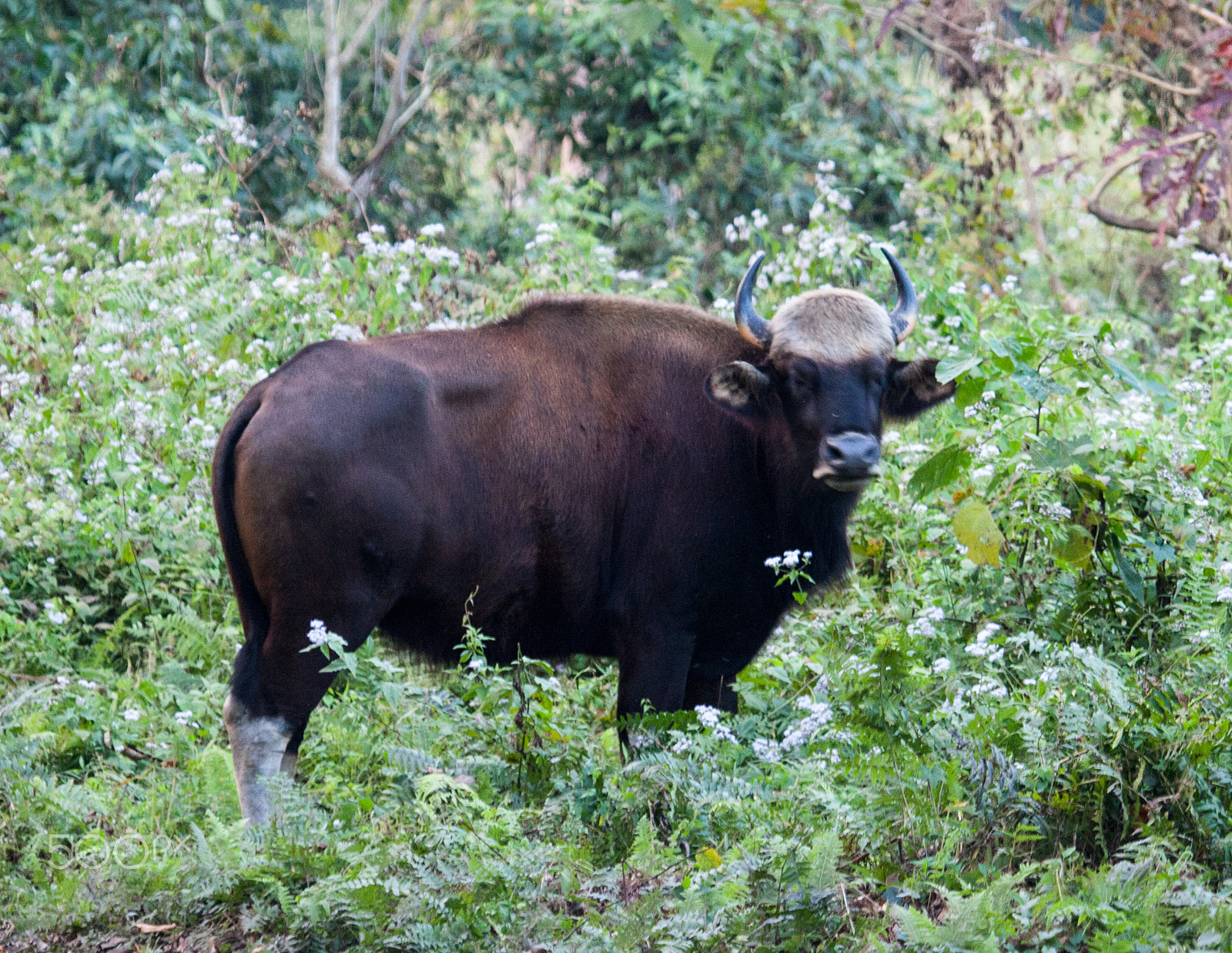 Canon EF 100-400mm F4.5-5.6L IS USM sample photo. Indian gaur photography