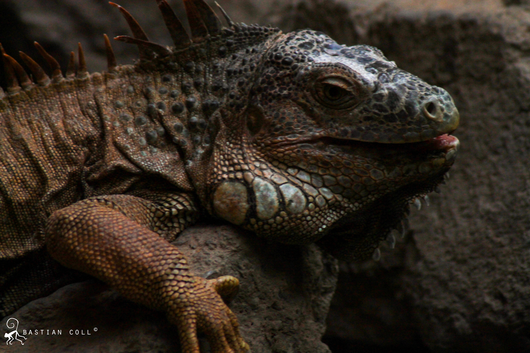 Canon EOS 1100D (EOS Rebel T3 / EOS Kiss X50) sample photo. Bastiancollwildlifephotography photography