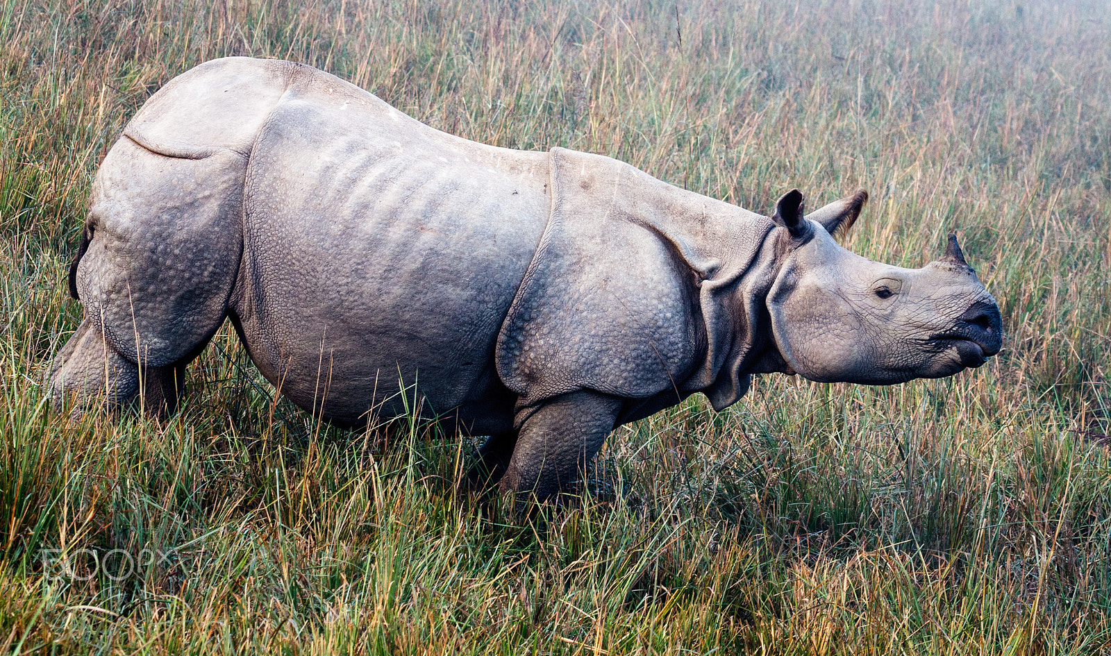 Canon EOS 450D (EOS Rebel XSi / EOS Kiss X2) sample photo. One horned rhino photography