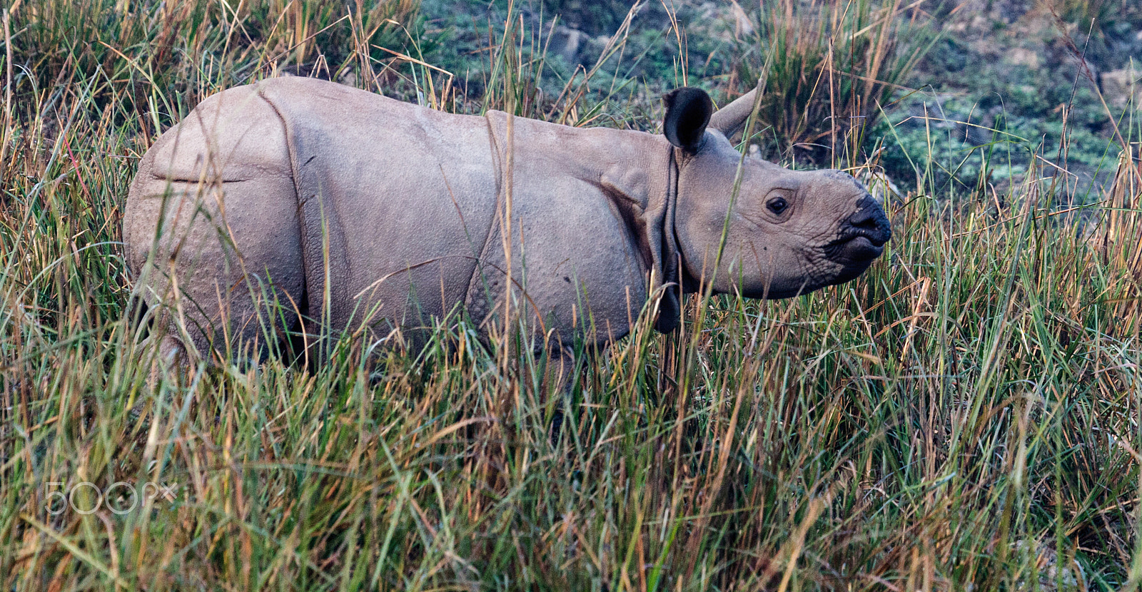 Canon EF 100-400mm F4.5-5.6L IS USM sample photo. Rhinos of india photography