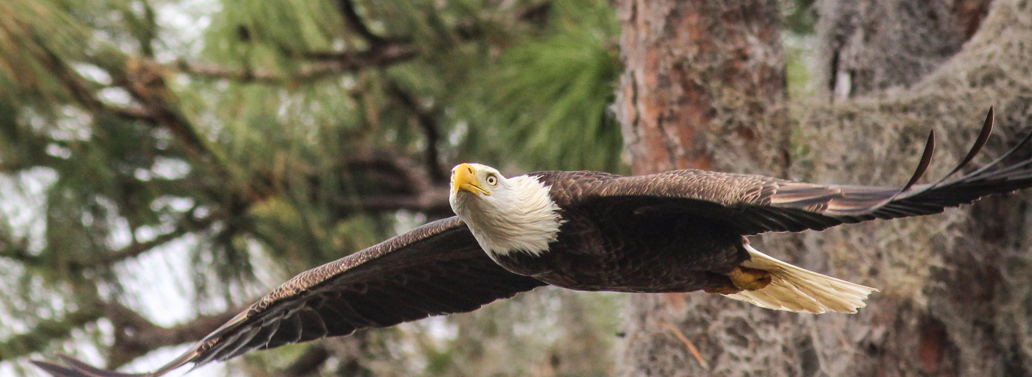 Canon EF 400mm F5.6L USM sample photo. Wings photography
