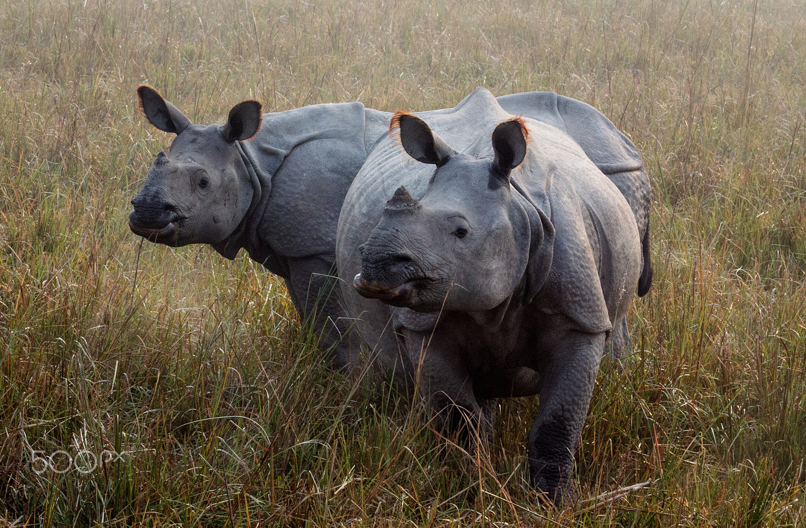 Canon EF 100-400mm F4.5-5.6L IS USM sample photo. Rhinos photography