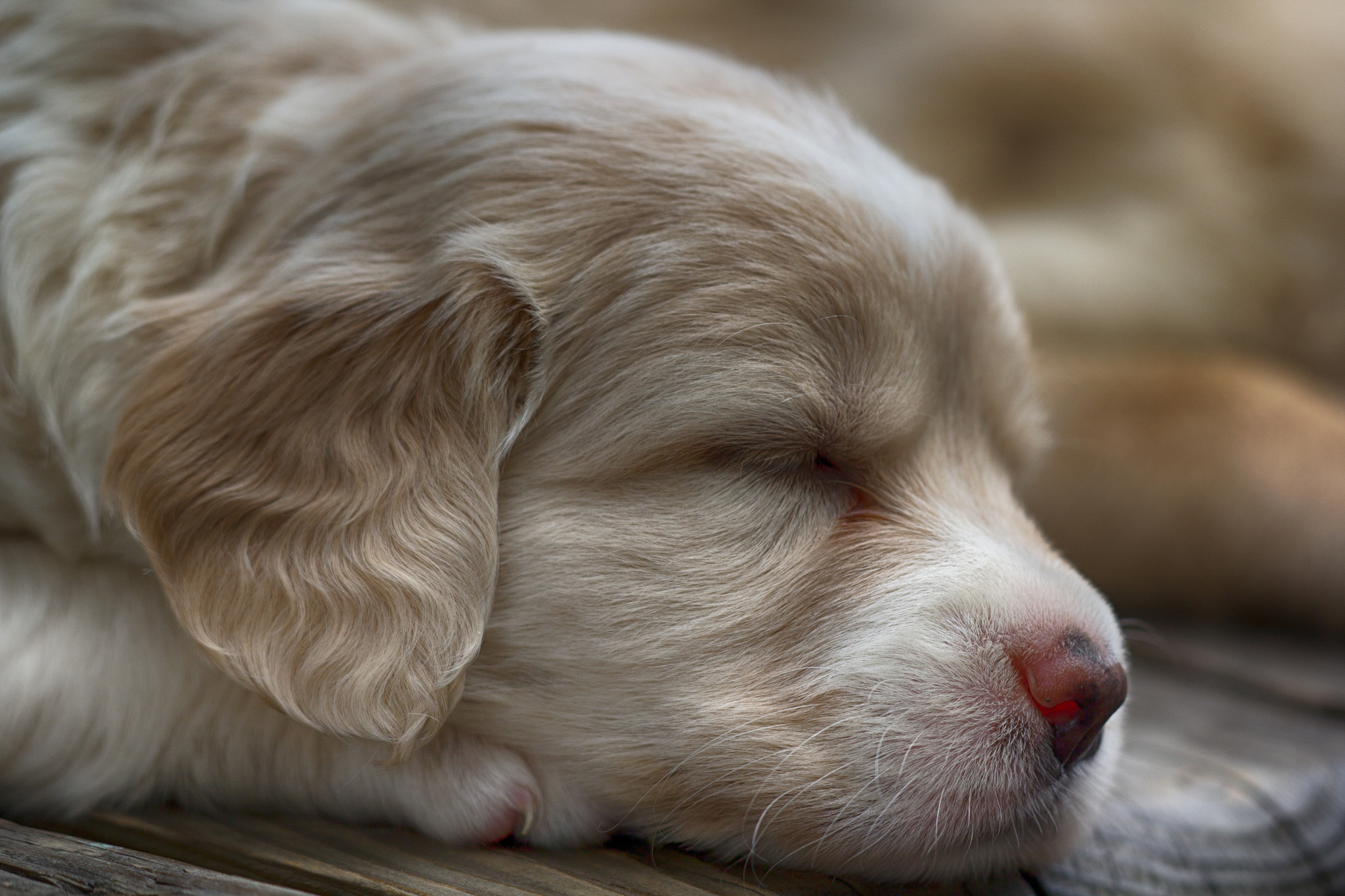 Sigma APO Macro 150mm f/2.8 EX DG HSM sample photo. Puppy photography
