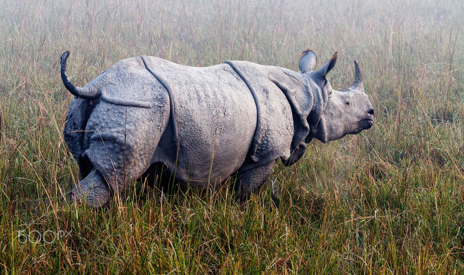 Canon EF 100-400mm F4.5-5.6L IS USM sample photo. Rhino run photography