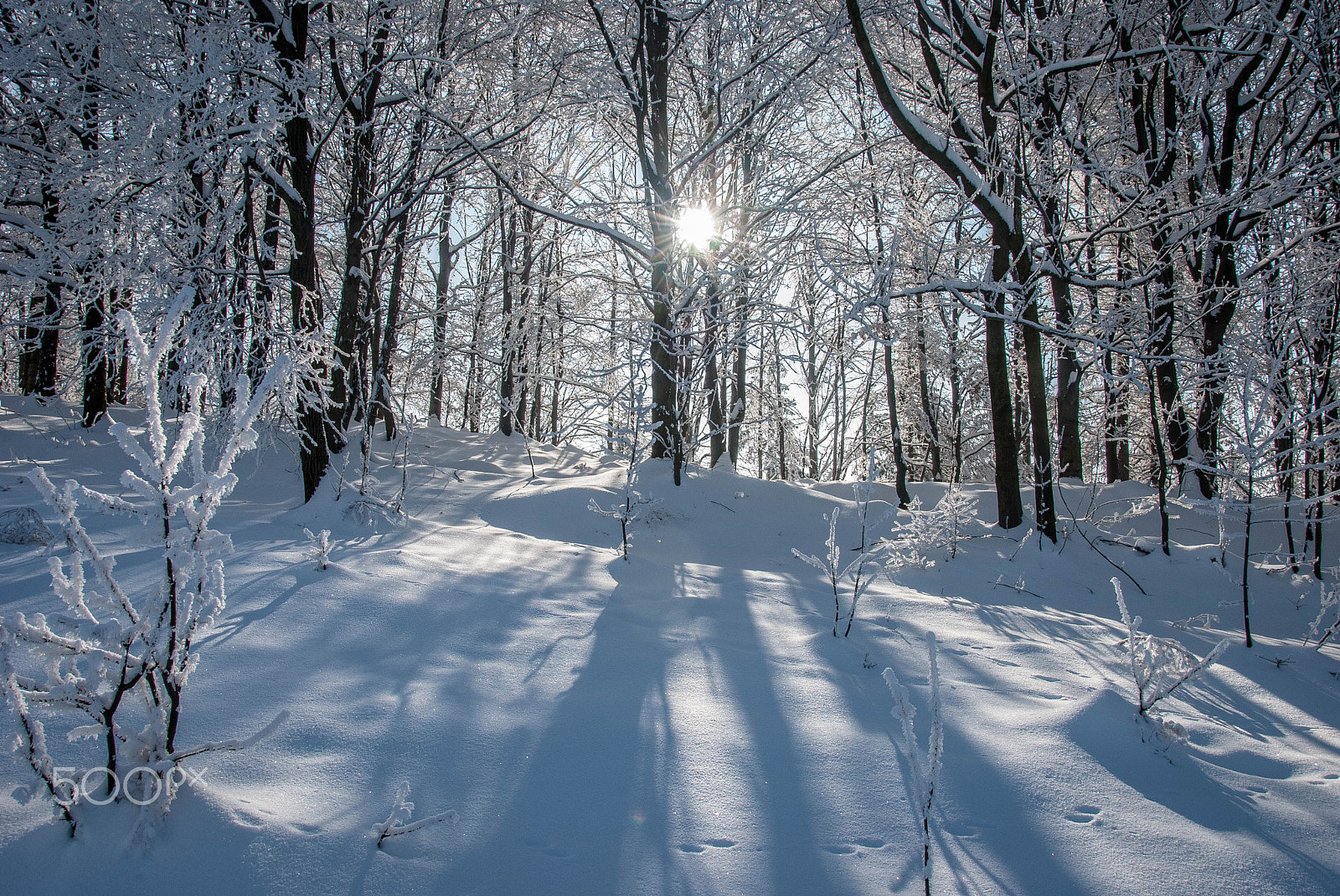 Nikon D80 sample photo. Slunce na sněhu photography