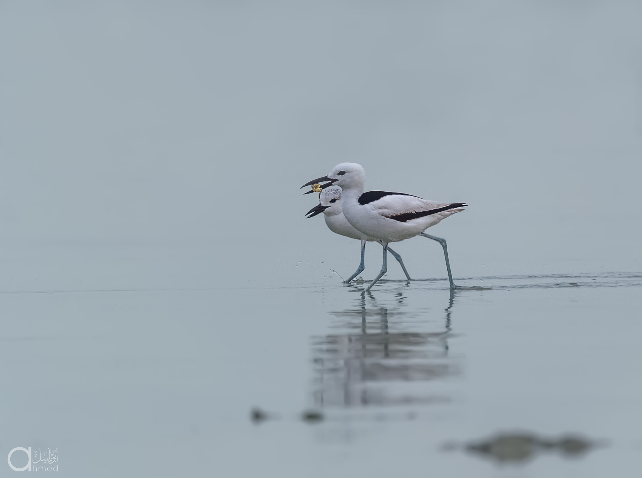 Nikon D4 + Nikon AF-S Nikkor 600mm F4G ED VR sample photo
