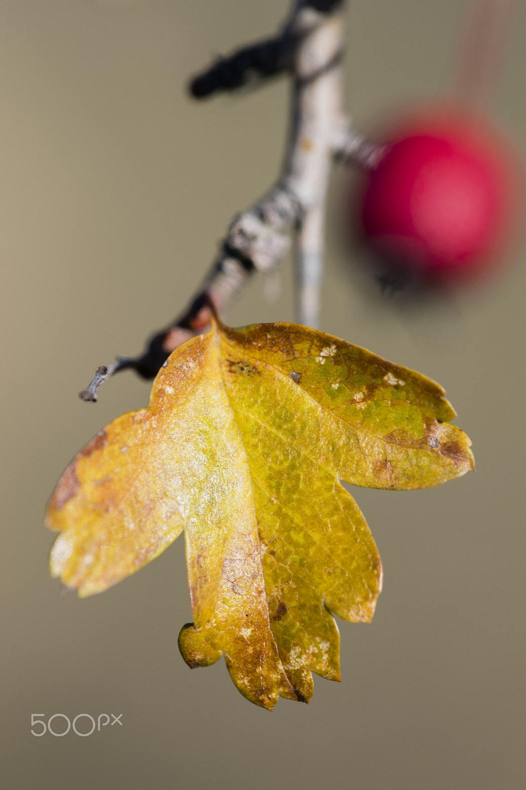 Nikon D3300 + Sigma 150mm F2.8 EX DG Macro HSM sample photo. Common hawthorn photography