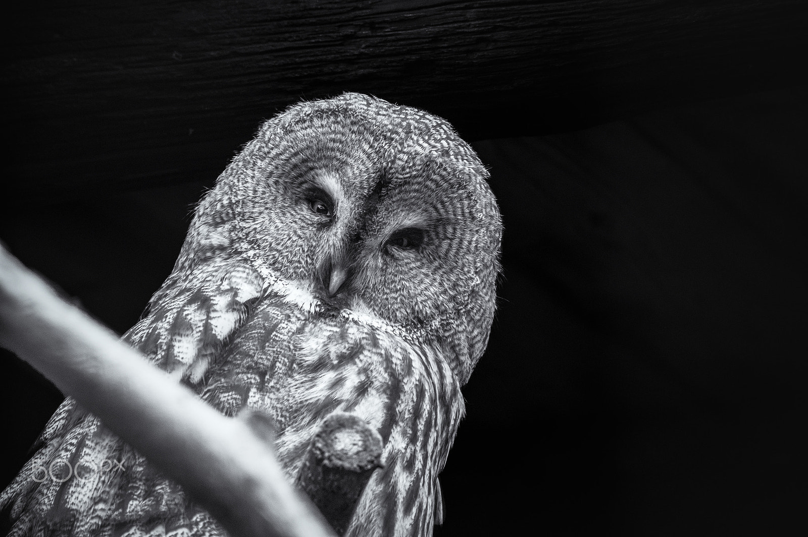 Sony DT 55-300mm F4.5-5.6 SAM sample photo. Streifenkauz (strix varia) photography