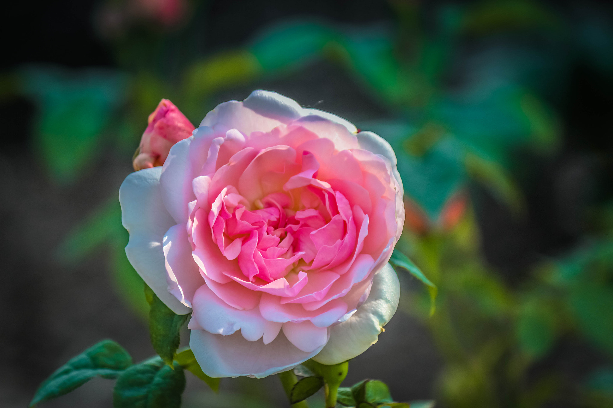 Canon EF-S 55-250mm F4-5.6 IS II sample photo. Pink photography