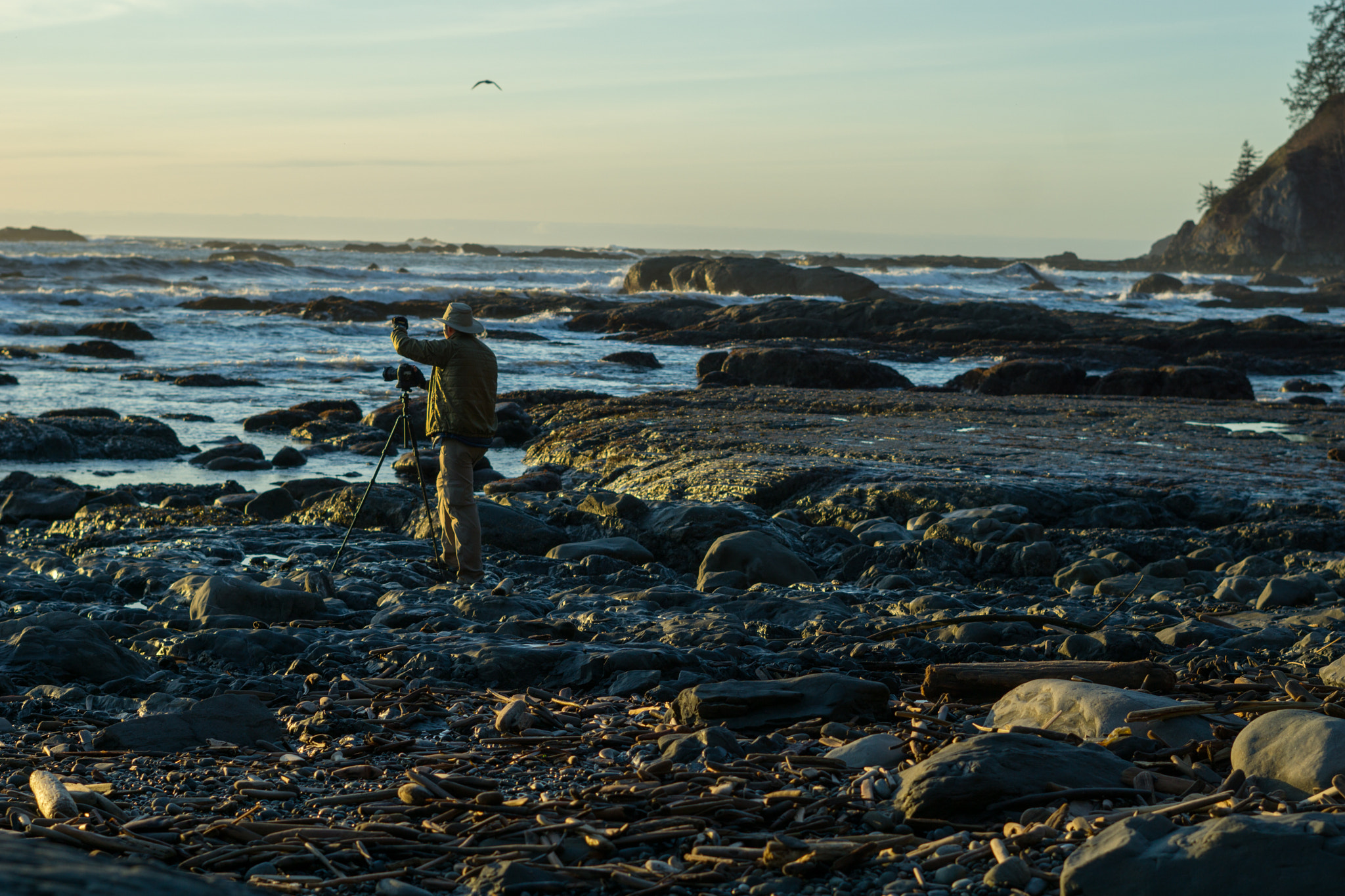Sony FE 50mm F1.8 sample photo. Olympic national park photography