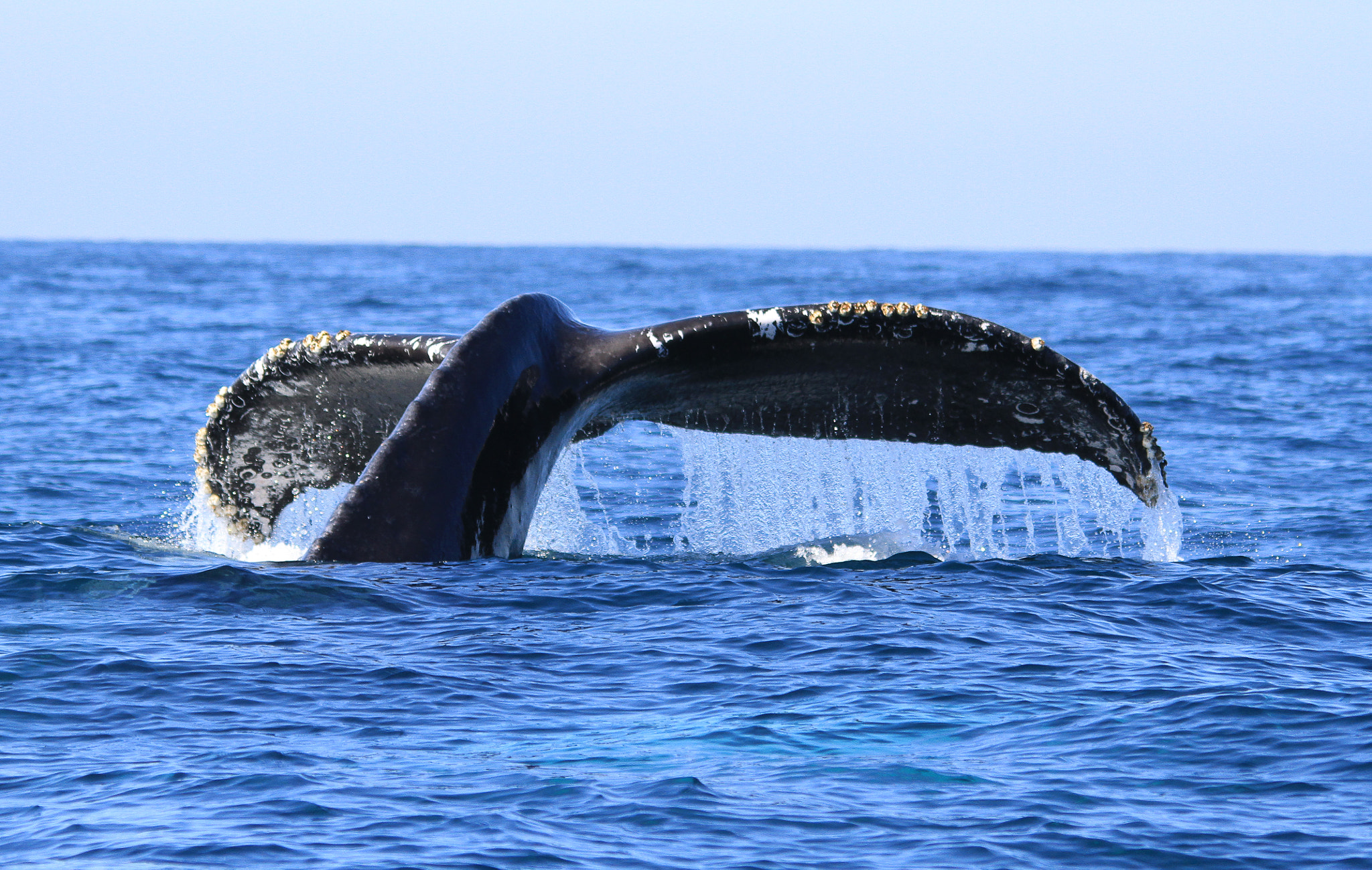 Sigma 150-500mm F5-6.3 DG OS HSM sample photo. Humback diving photography