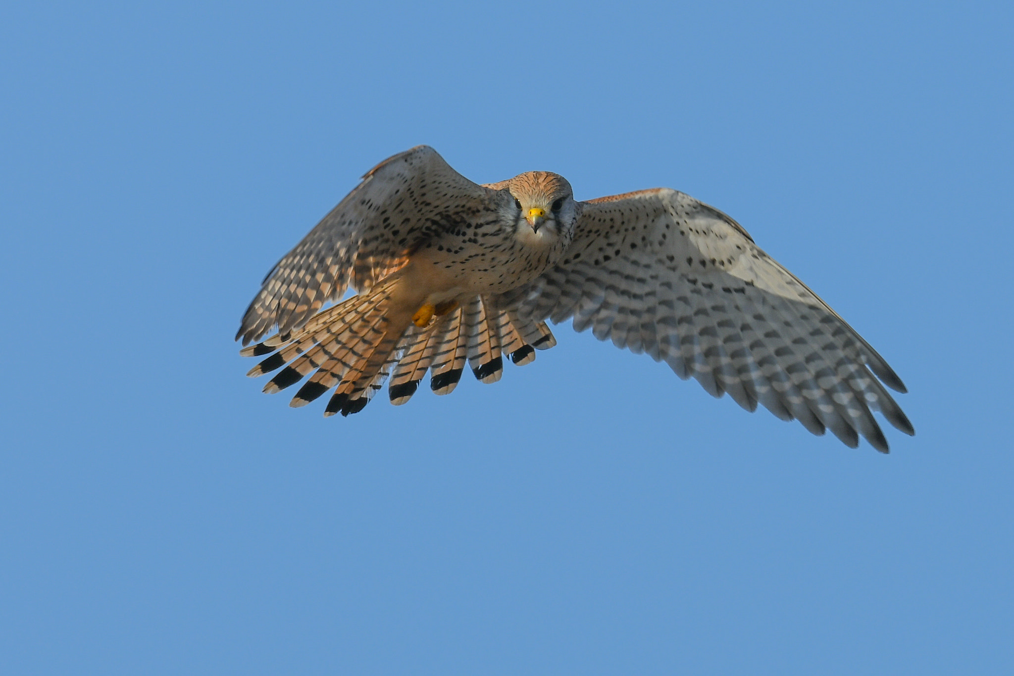 Nikon AF-S Nikkor 600mm F4E FL ED VR sample photo. Kestrel in flight photography