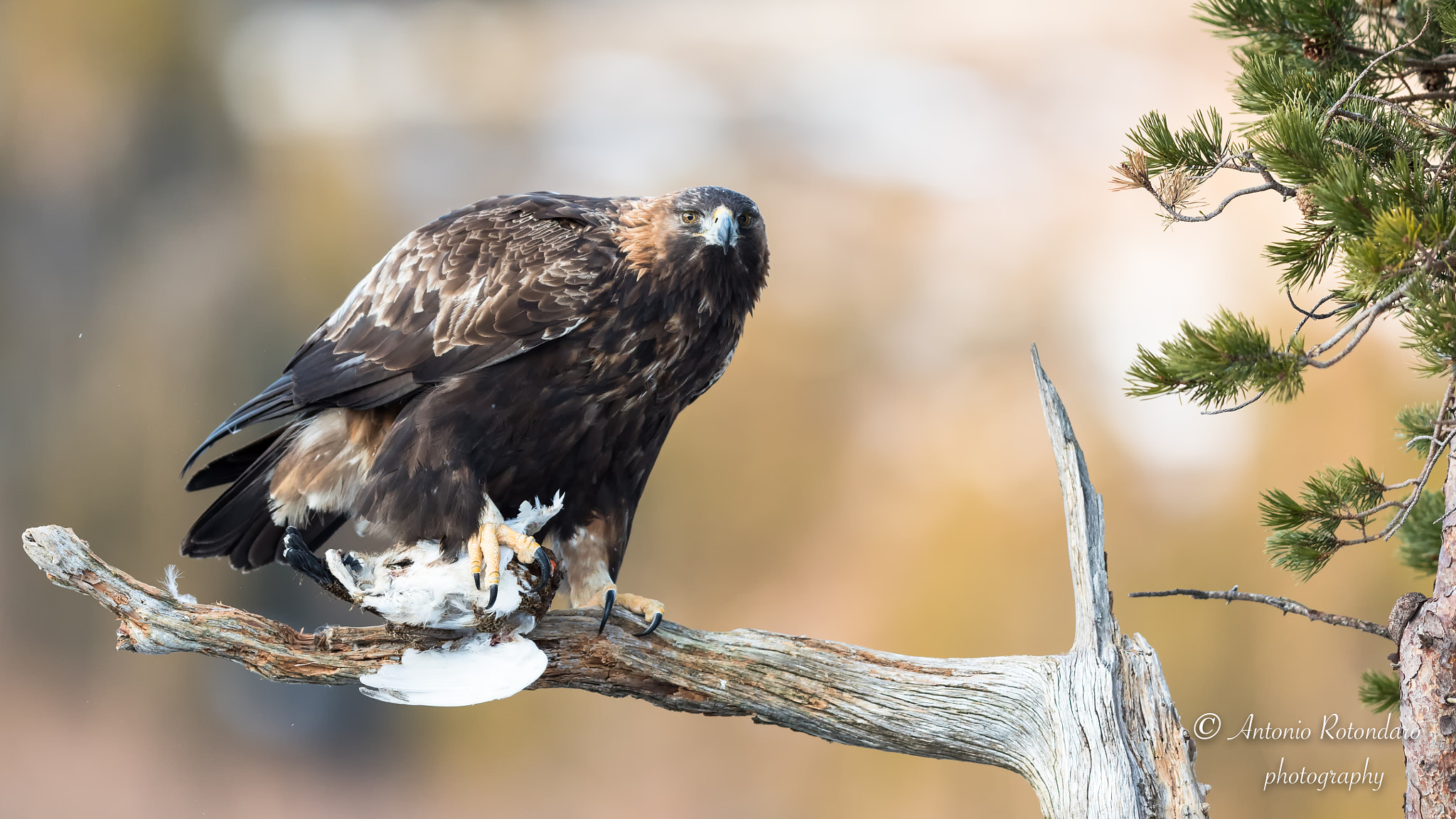 Canon EF 400mm F2.8L IS II USM sample photo. Aquila reale  photography