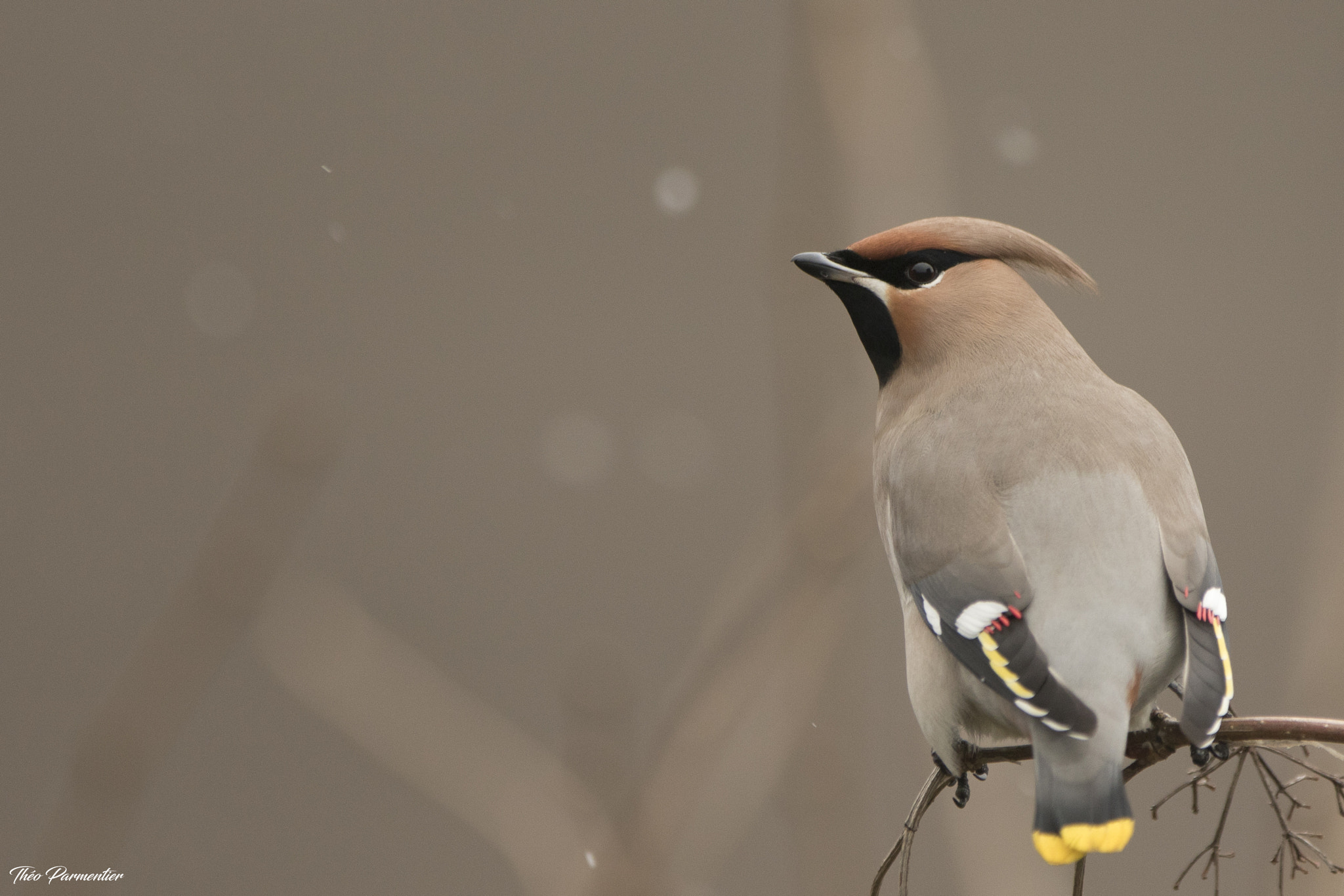 Canon EF 300mm F2.8L IS USM sample photo. Bohemian waxwing / jaseur boréal photography