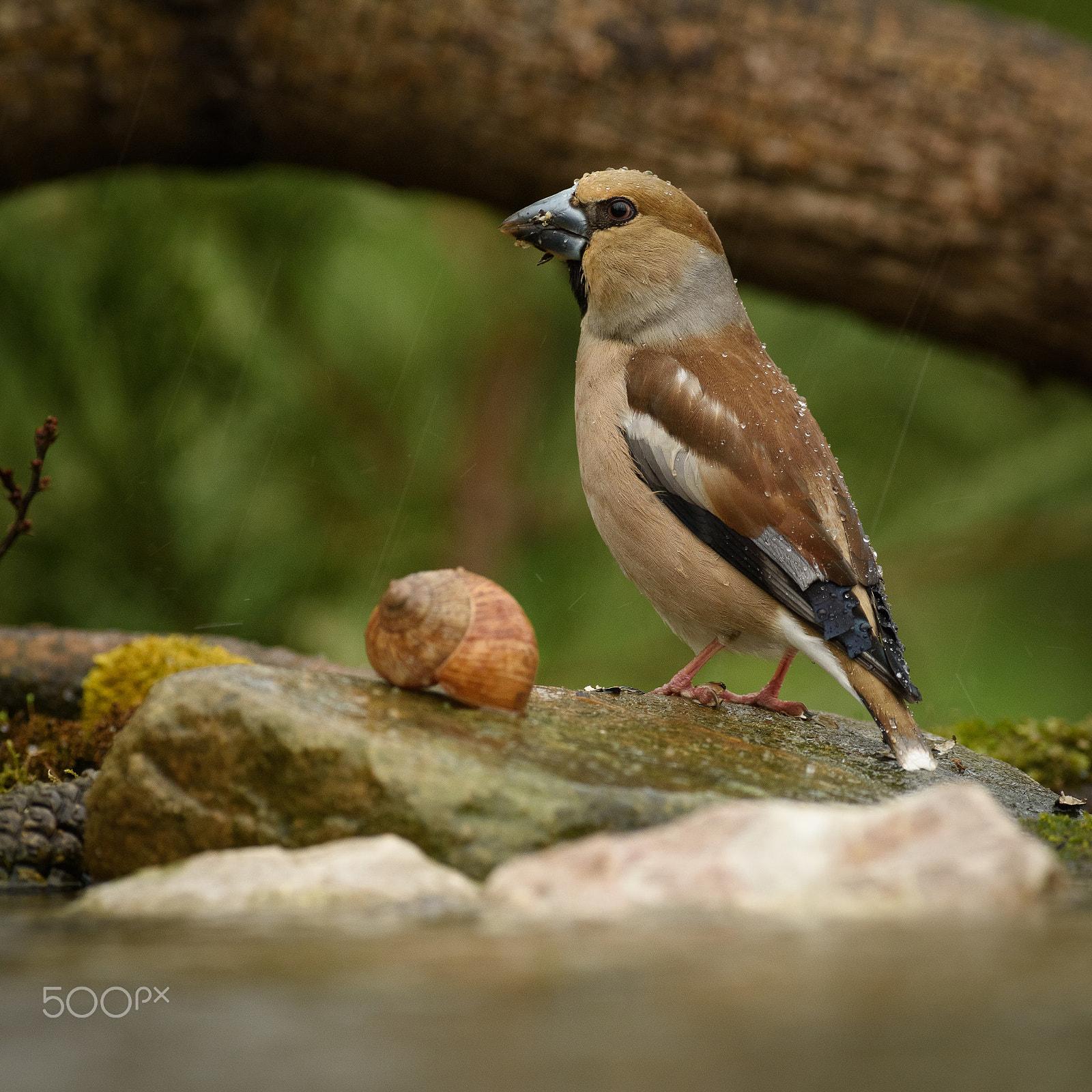 Nikon D810 + Nikon AF-S Nikkor 300mm F2.8G ED VR II sample photo. In the rain photography