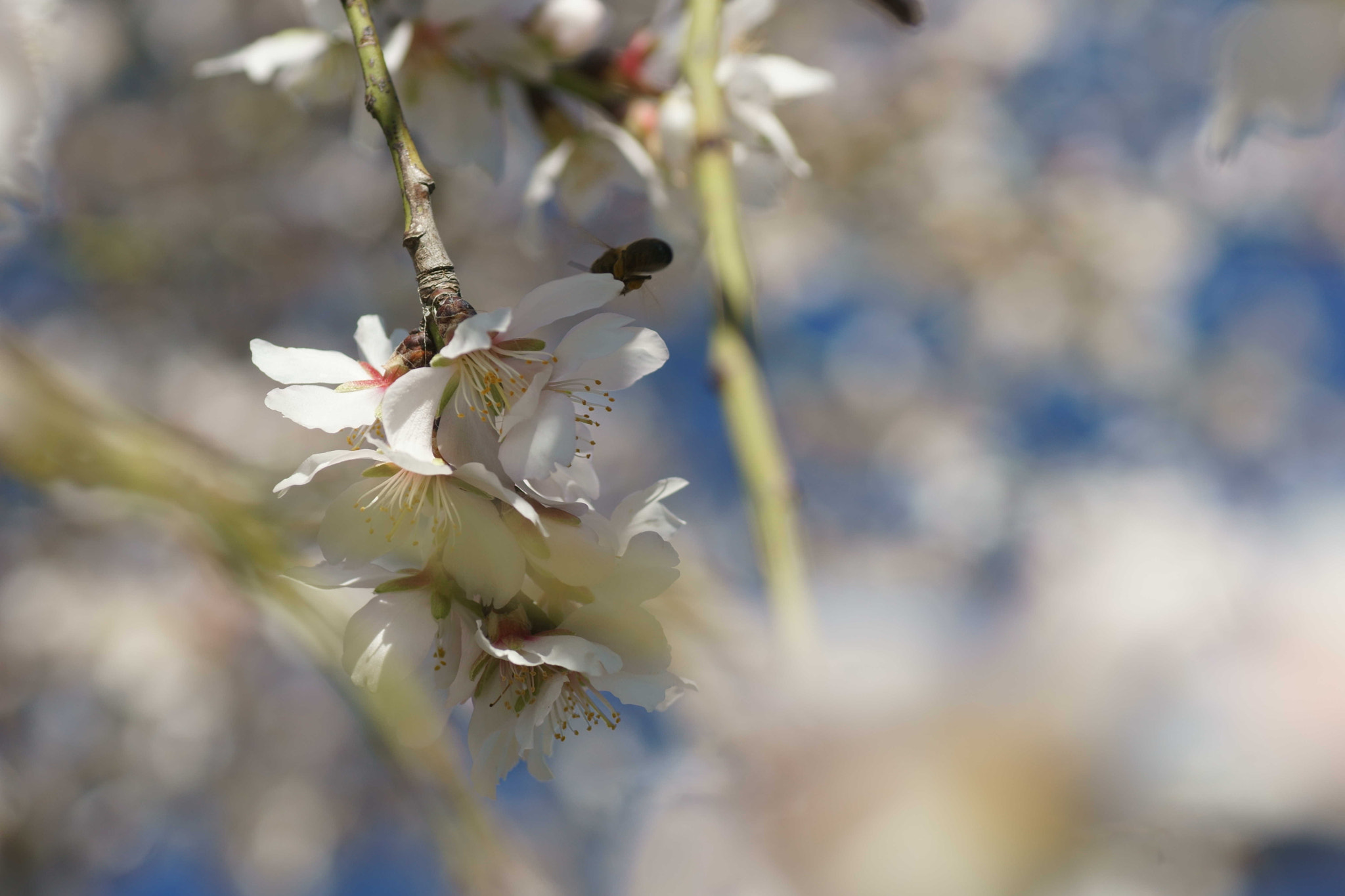 Sony a6000 + Tamron SP AF 90mm F2.8 Di Macro sample photo. Suspiros de almendro photography