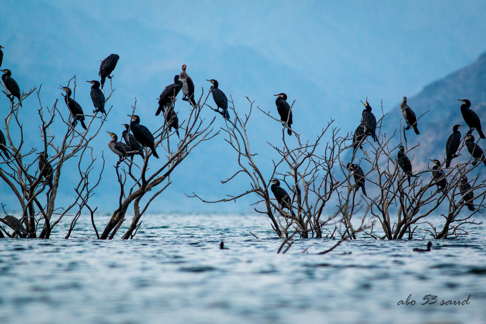 Canon EOS 70D sample photo. Great cormorant photography