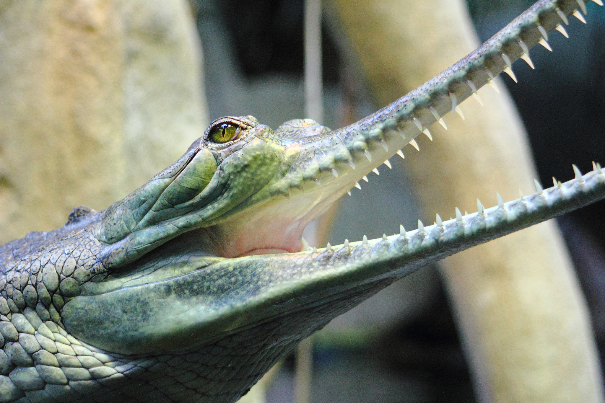 Canon EF 80-200mm F4.5-5.6 II sample photo. The crocodile photography