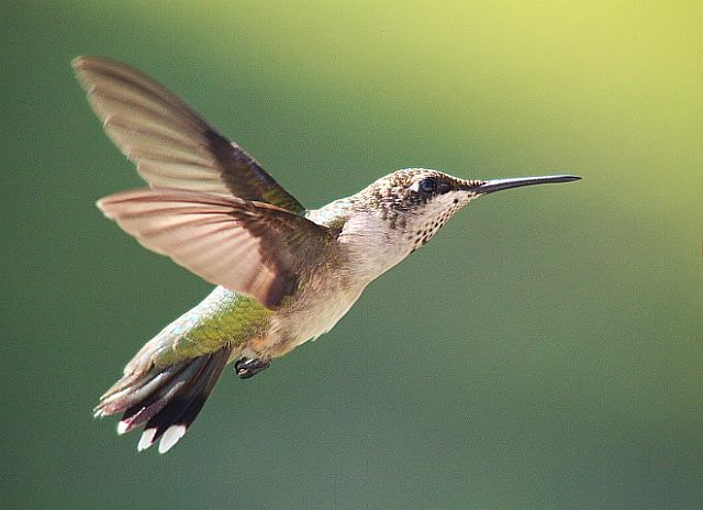 Canon EOS 700D (EOS Rebel T5i / EOS Kiss X7i) sample photo. In flight photography