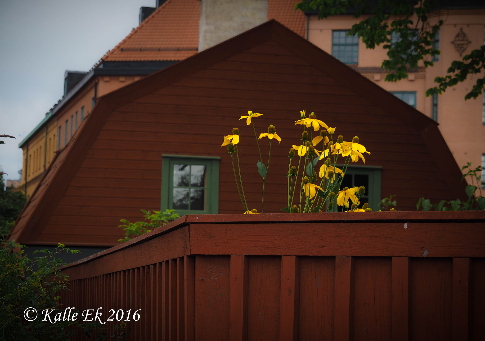 OLYMPUS M.14-150mm F4.0-5.6 II sample photo. Yellow and red photography