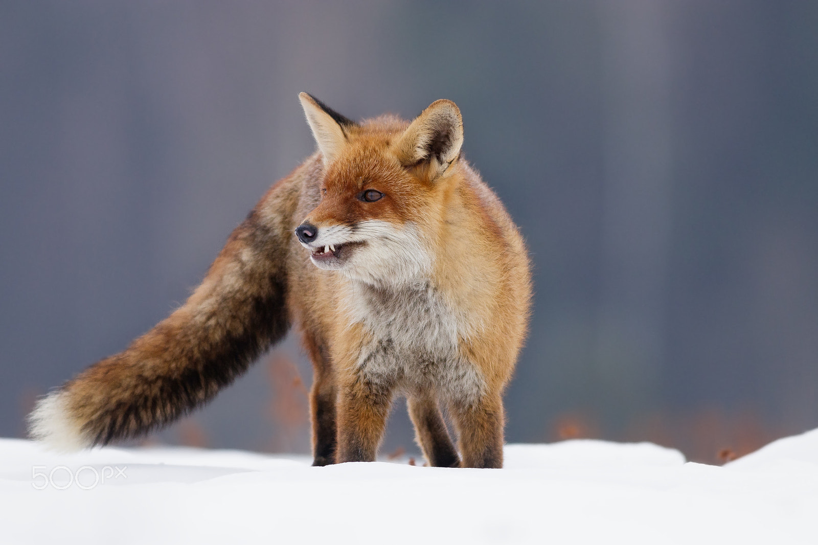 Canon EOS 80D + Canon EF 400mm F5.6L USM sample photo. Liška obecná ( lišák)- v lidské péči photography