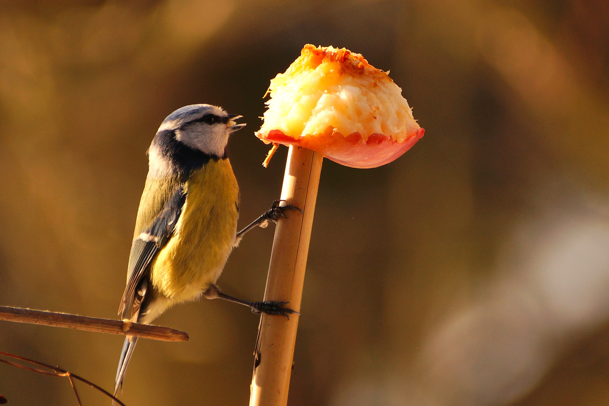 Sony DT 55-300mm F4.5-5.6 SAM sample photo. Modraszka photography