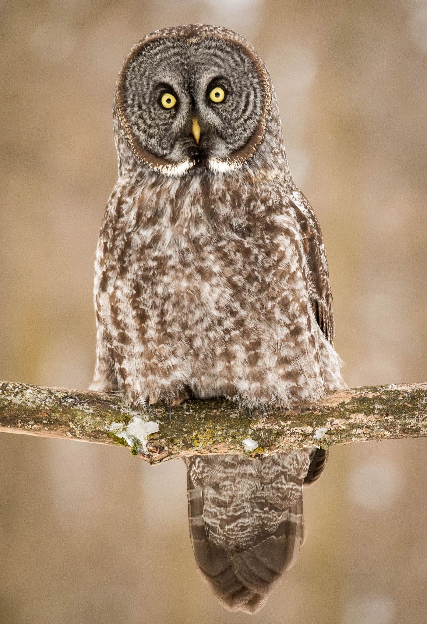 Sigma 150-500mm F5-6.3 DG OS HSM sample photo. Qa photography