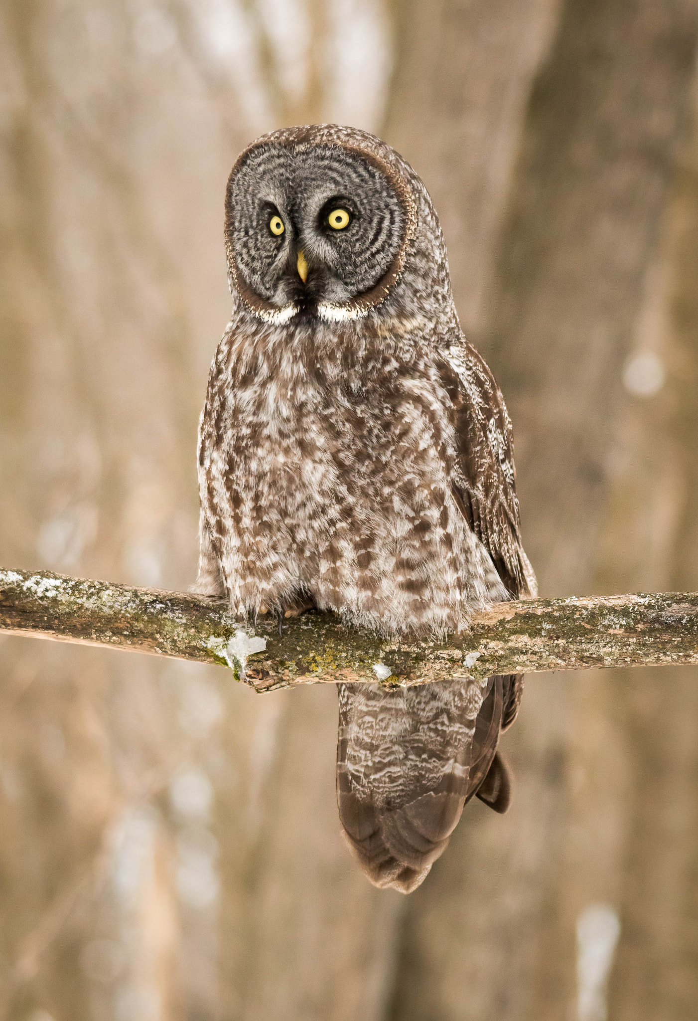Sigma 150-500mm F5-6.3 DG OS HSM sample photo. Qa photography