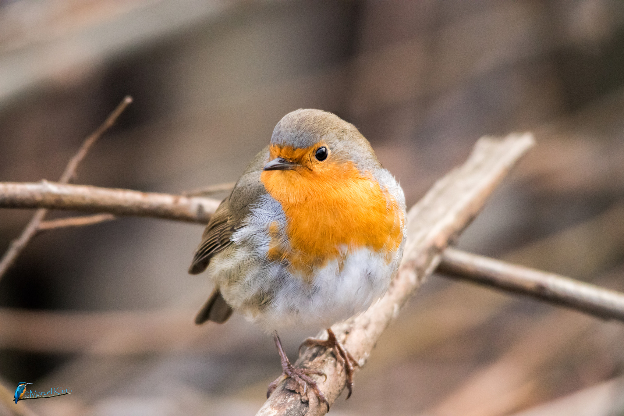 Sigma 150-500mm F5-6.3 DG OS HSM sample photo. Robin photography