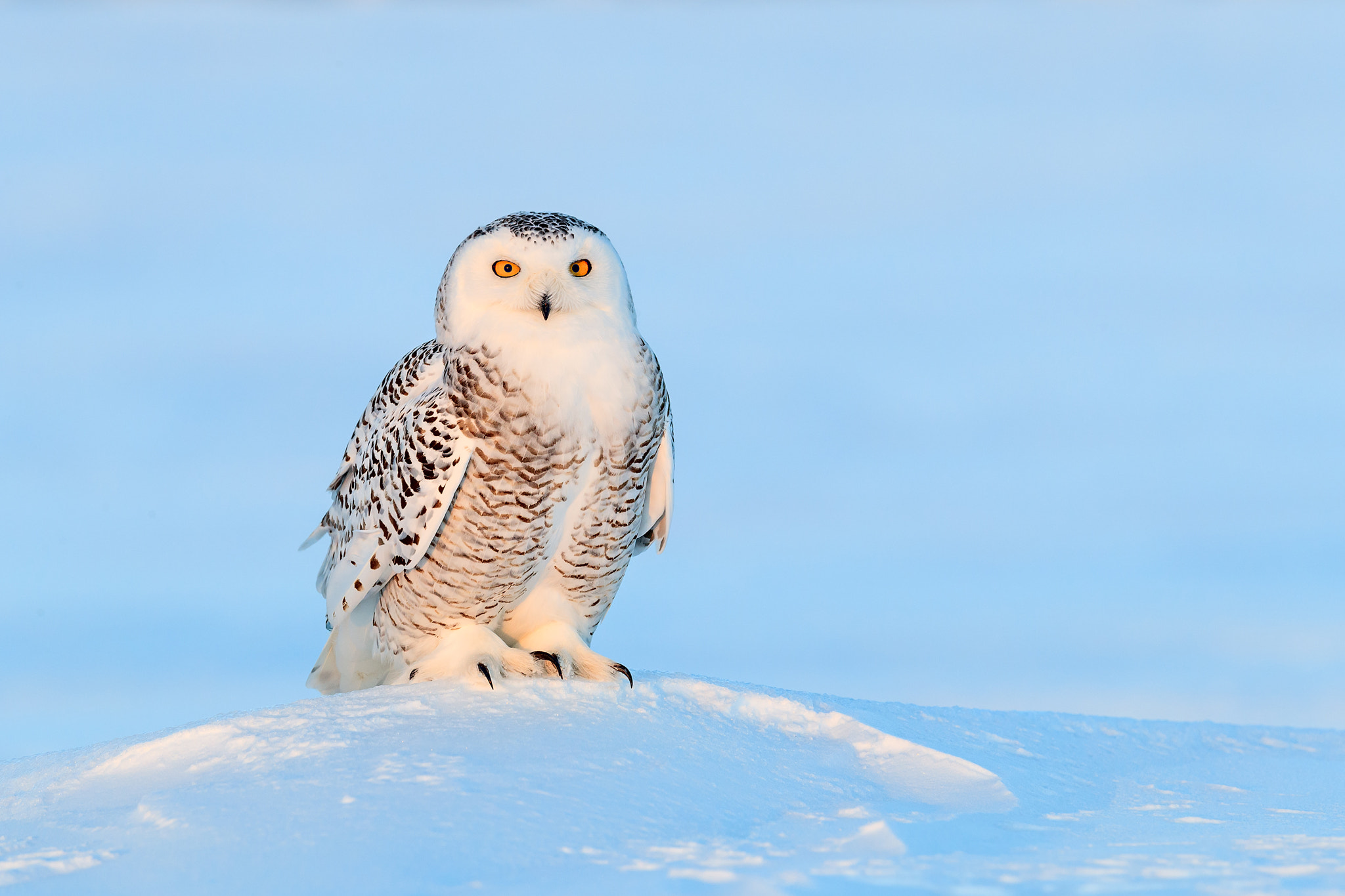 Canon EOS-1D X Mark II + Canon EF 500mm F4L IS II USM sample photo. Snow owl in the light and ice photography