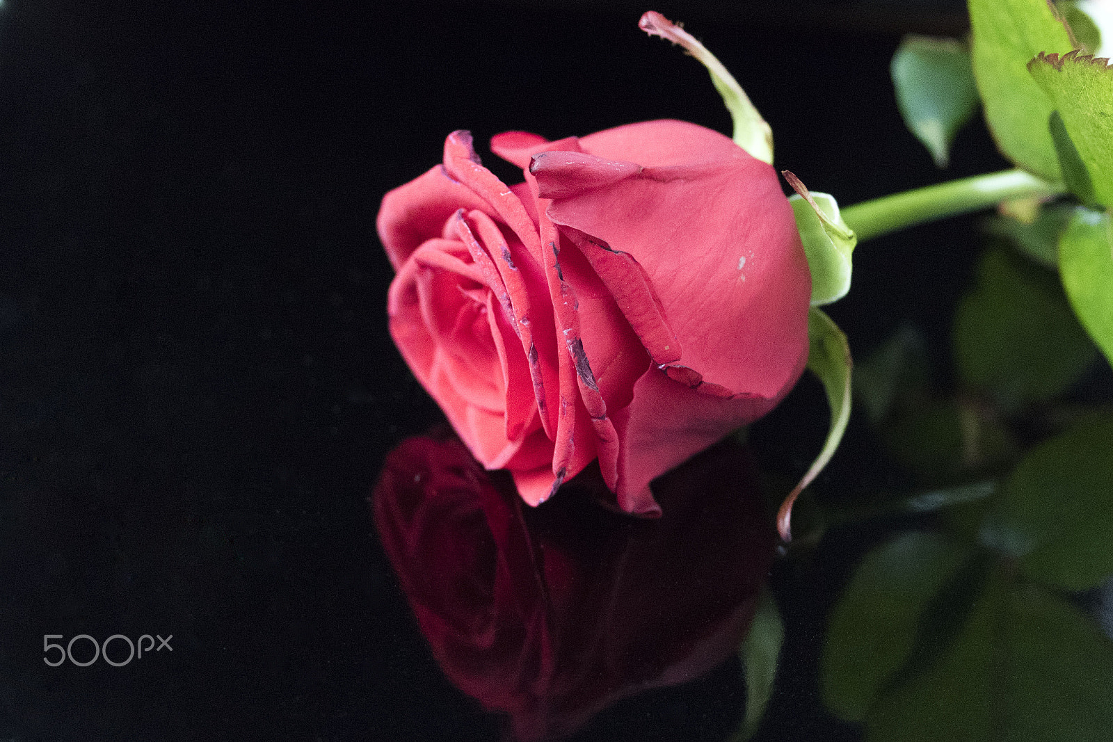 Canon EF-S 18-55mm F3.5-5.6 II sample photo. Rose photography