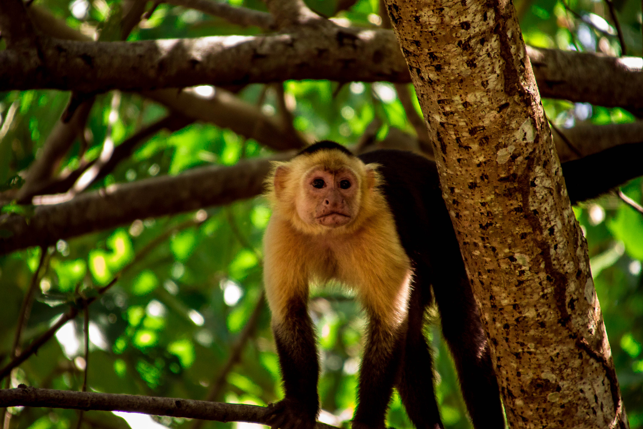 Canon EOS 700D (EOS Rebel T5i / EOS Kiss X7i) + Canon TS-E 90mm F2.8 Tilt-Shift sample photo. Monkey in the forest photography