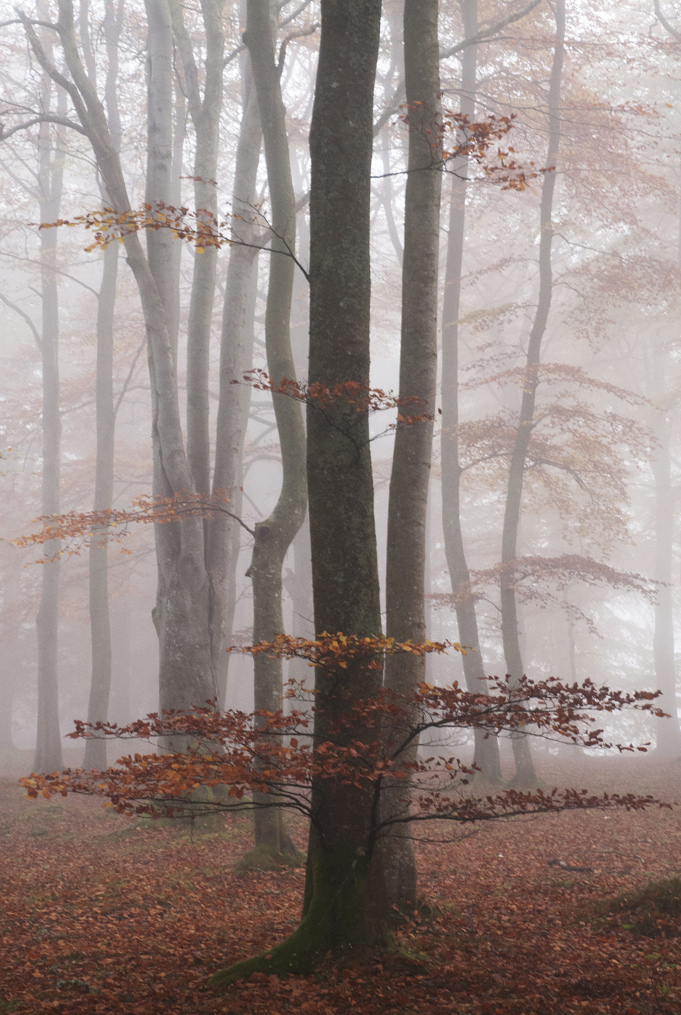 Nikon D300 sample photo. Beechwood mist photography