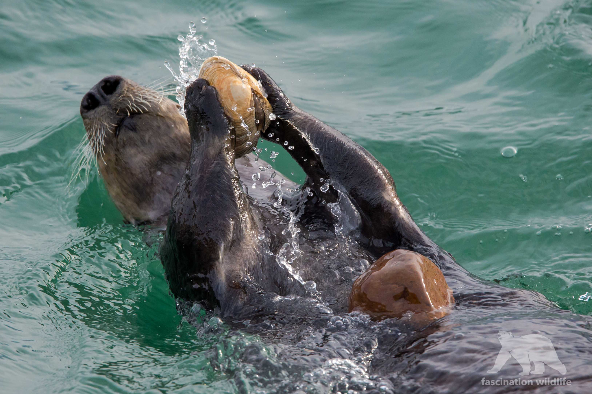 Nikon D4S + Sigma 150-600mm F5-6.3 DG OS HSM | S sample photo. Feeding sea otter photography