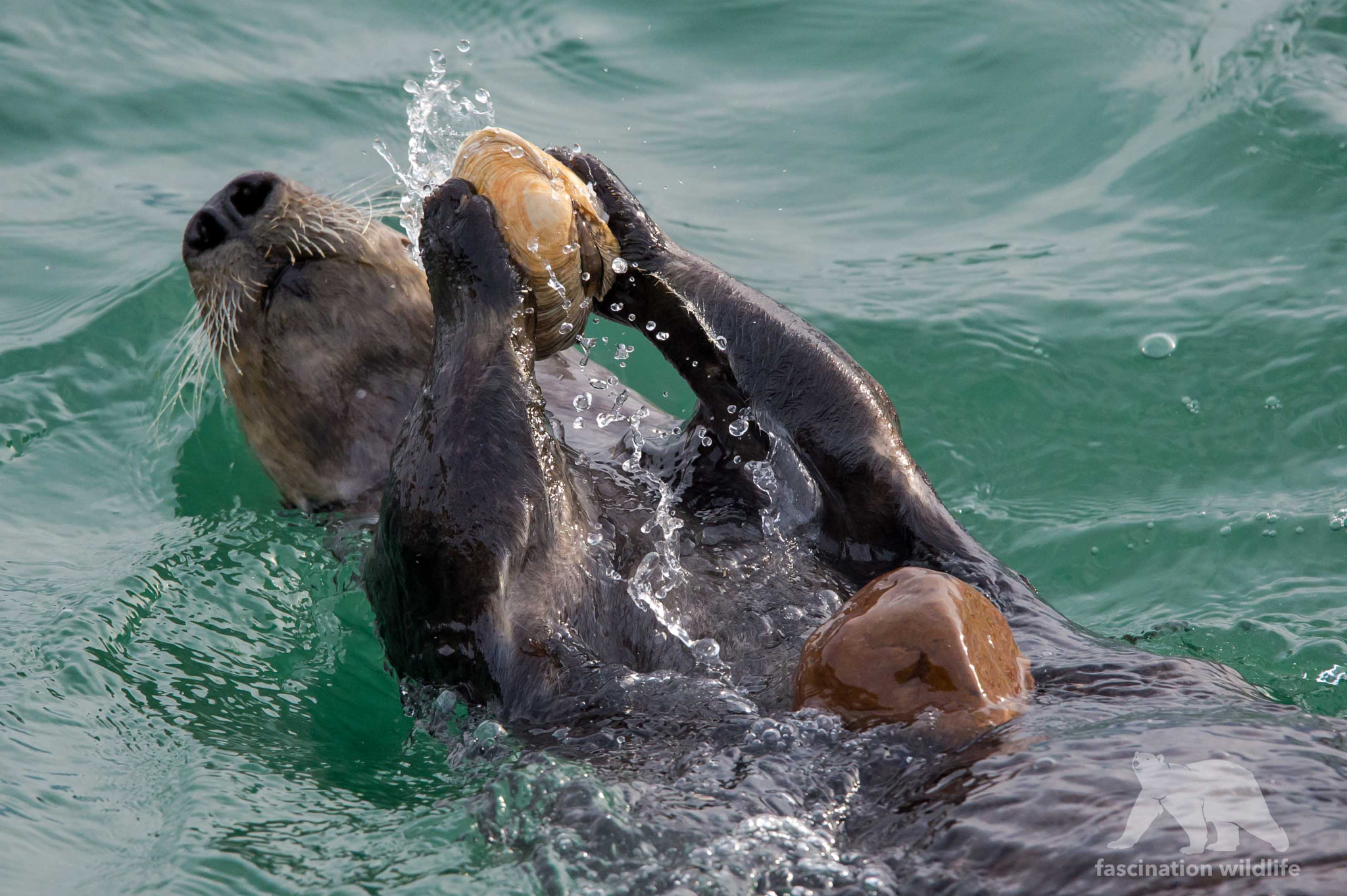 Sigma 150-600mm F5-6.3 DG OS HSM | S sample photo. Feeding sea otter photography
