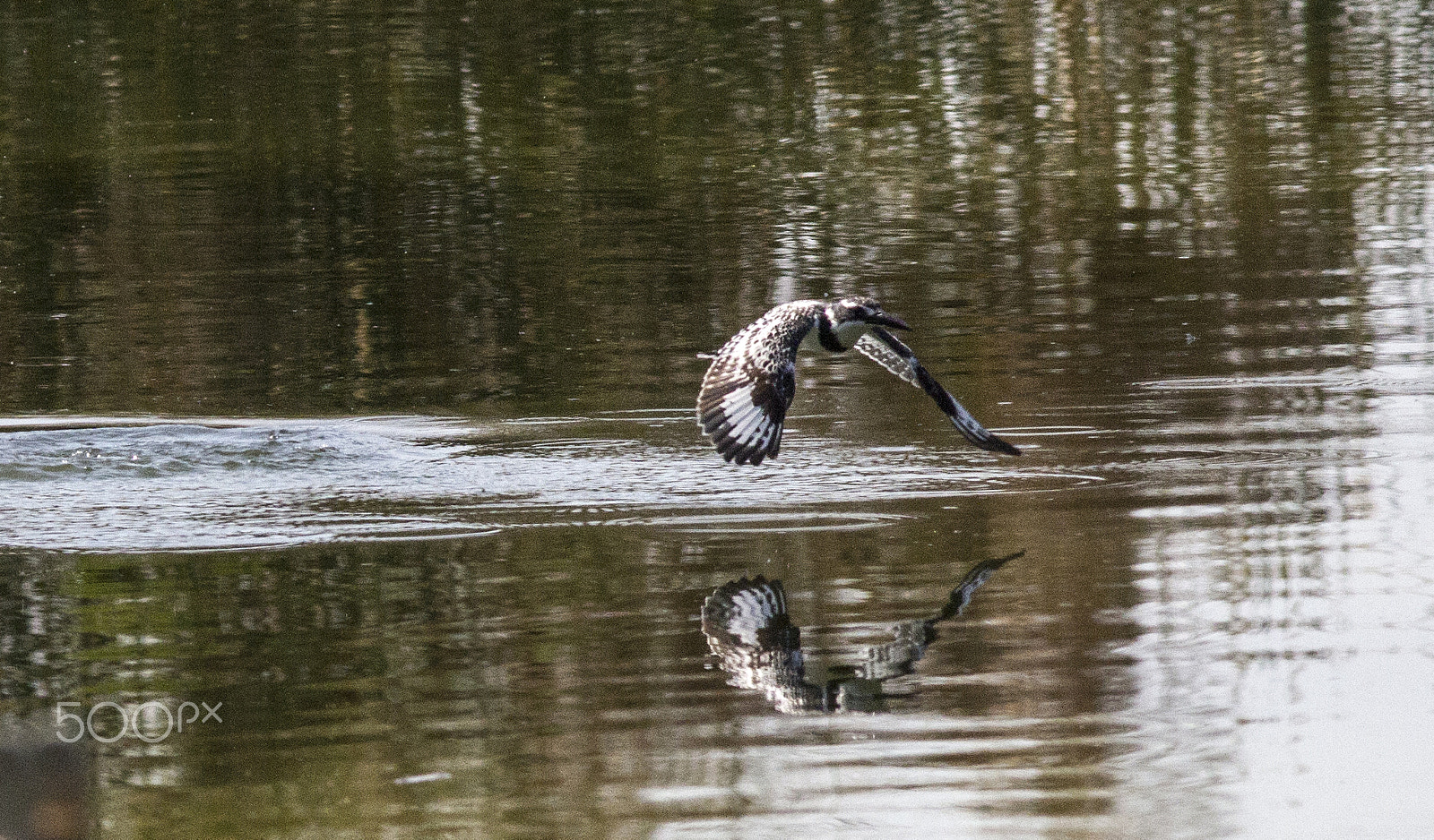 Canon EOS 7D + Canon EF 300mm F4L IS USM sample photo. Pied kingfisher photography