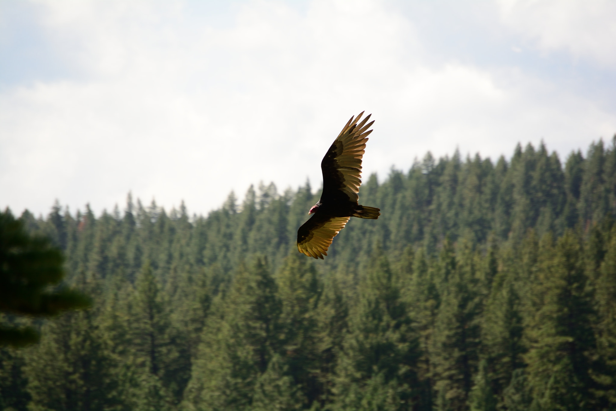 Nikon D7100 sample photo. Turkey vulture photography