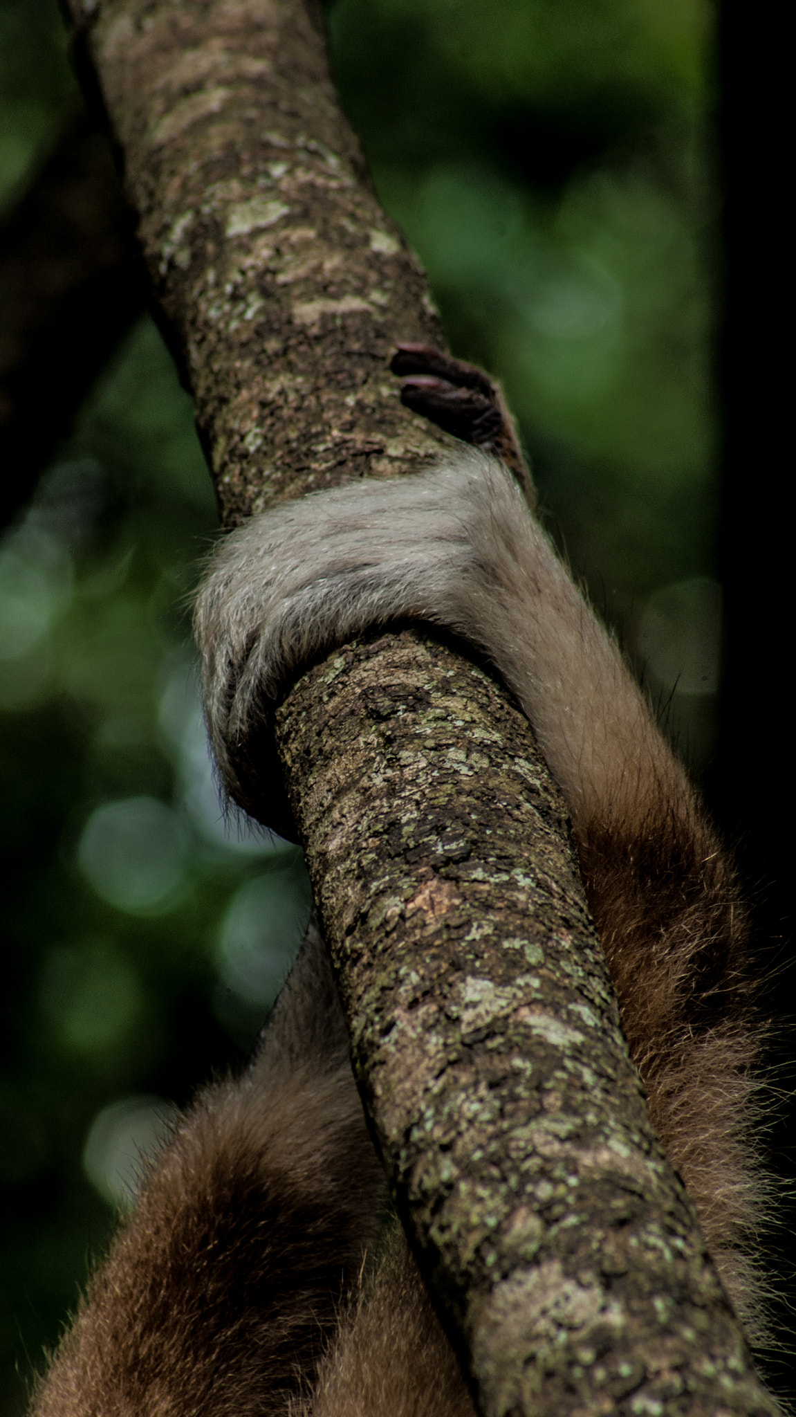 Sony 75-300mm F4.5-5.6 sample photo. ; photography