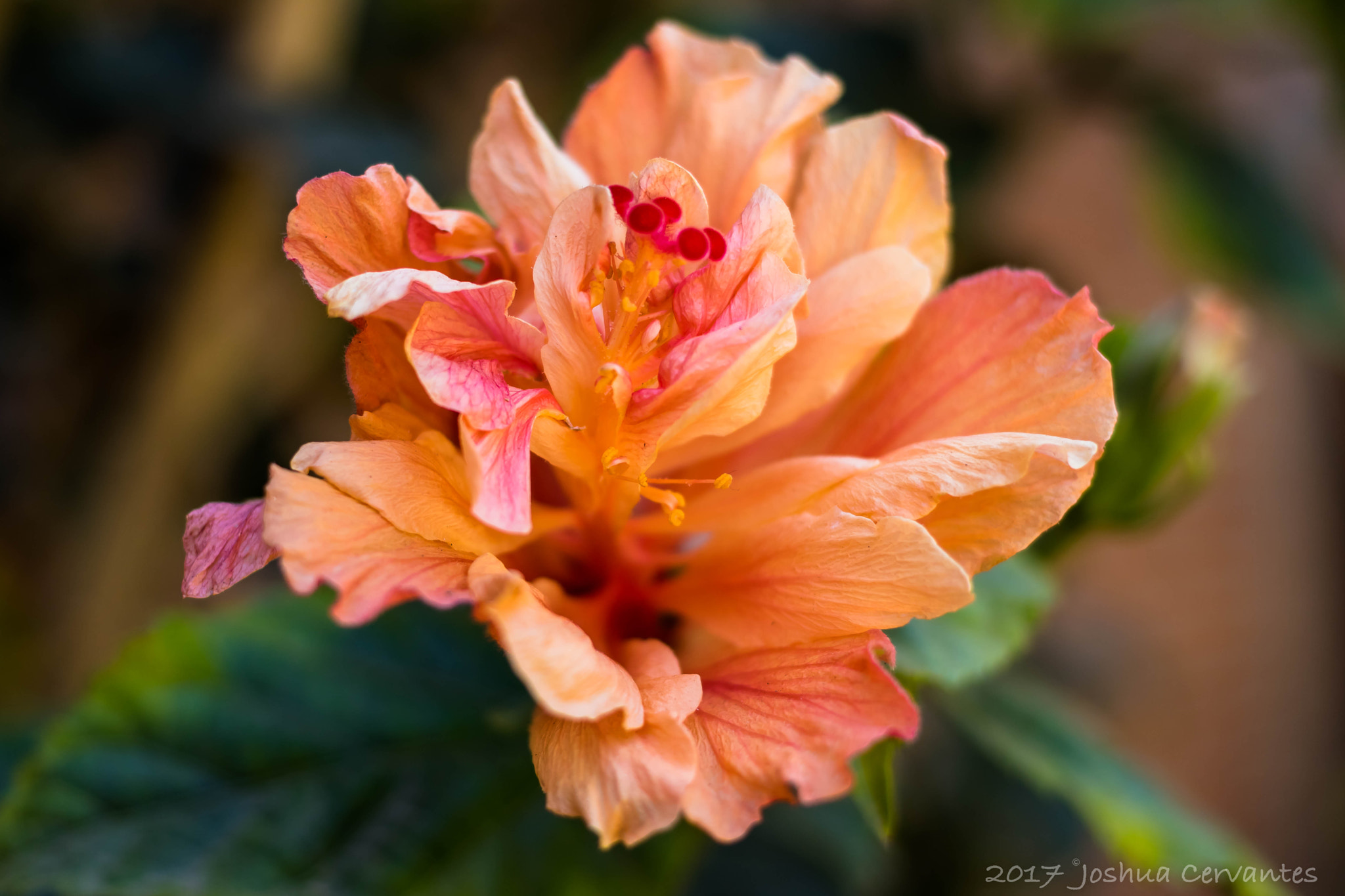 Canon EF 40mm F2.8 STM sample photo. Nature bright side. photography