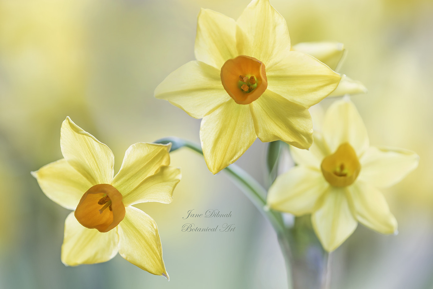 Canon EF 180mm F3.5L Macro USM sample photo. Narcissus photography