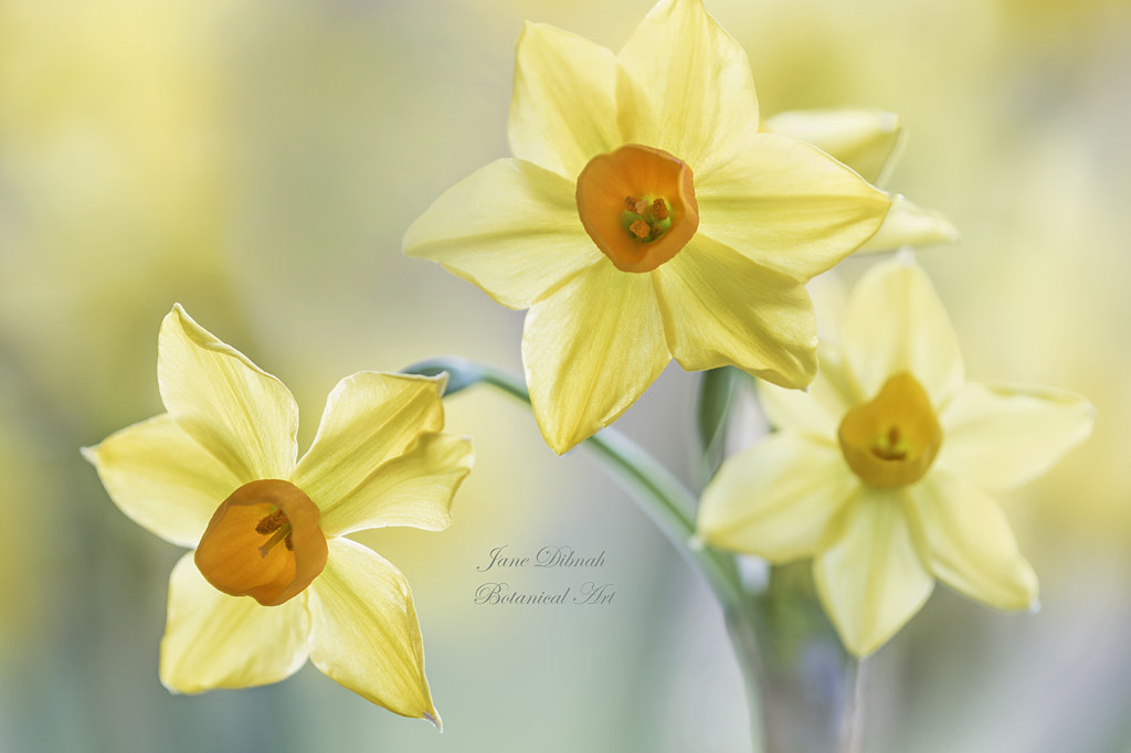 Narcissus by Jane Dibnah on 500px.com