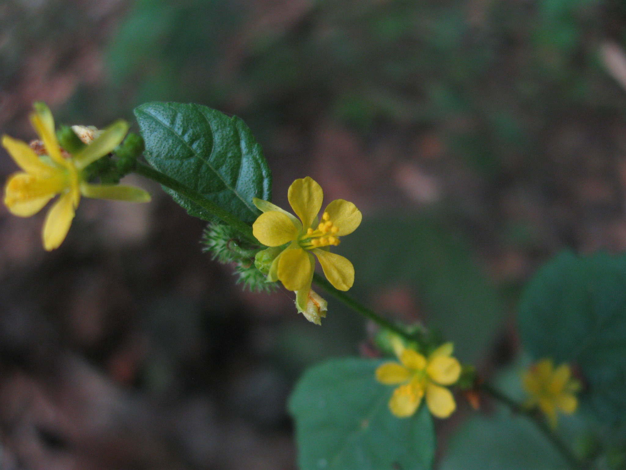 Canon PowerShot A580 sample photo. Cute flower photography