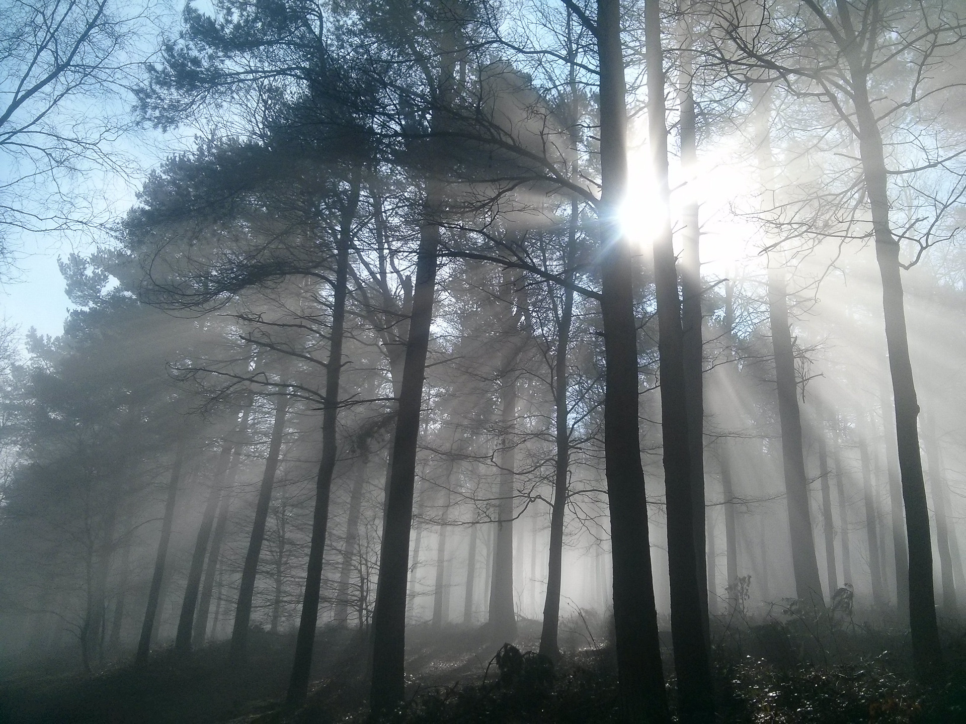 LG Nexus 4 sample photo. Into the woods photography